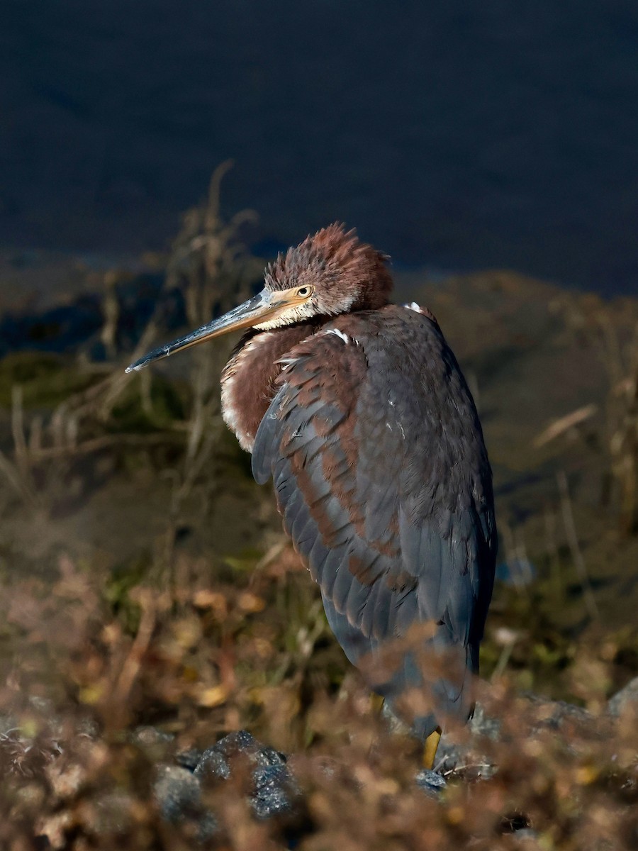 Tricolored Heron - ML643856379
