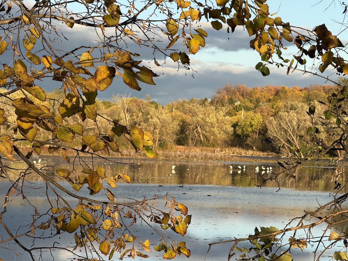 Great Egret - ML643856380
