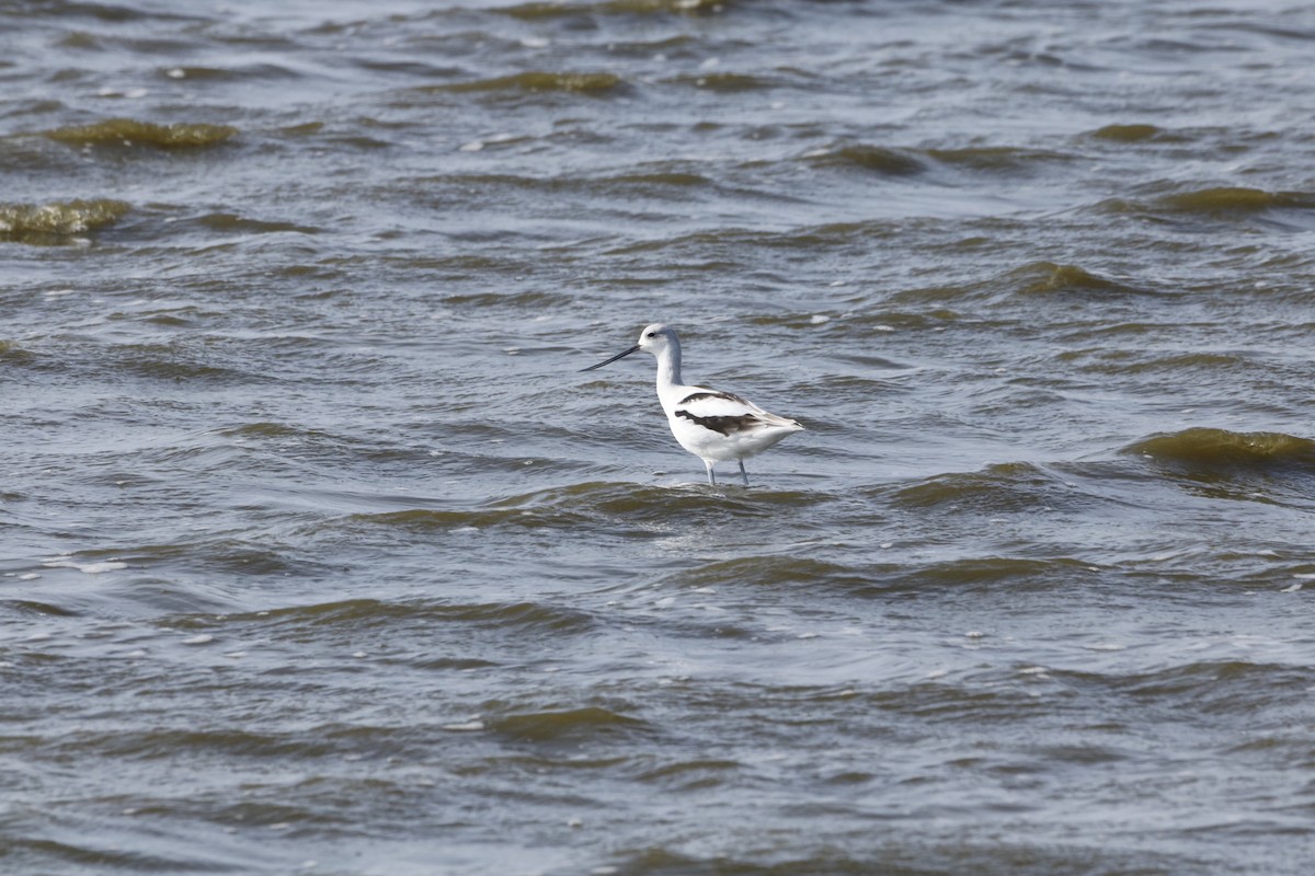 American Avocet - ML643856383
