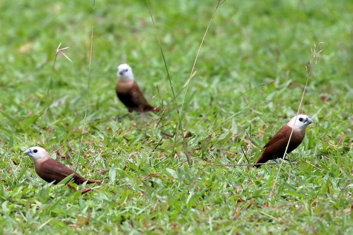 White-headed Munia - ML643856384