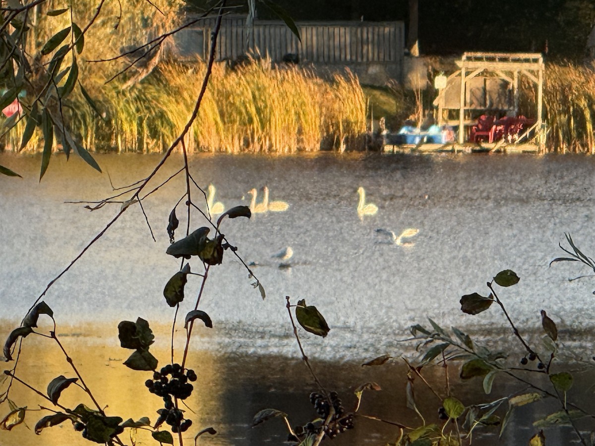 Trumpeter Swan - ML643856385