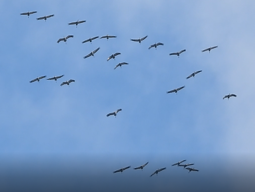 hvitnakketrane - ML643856399