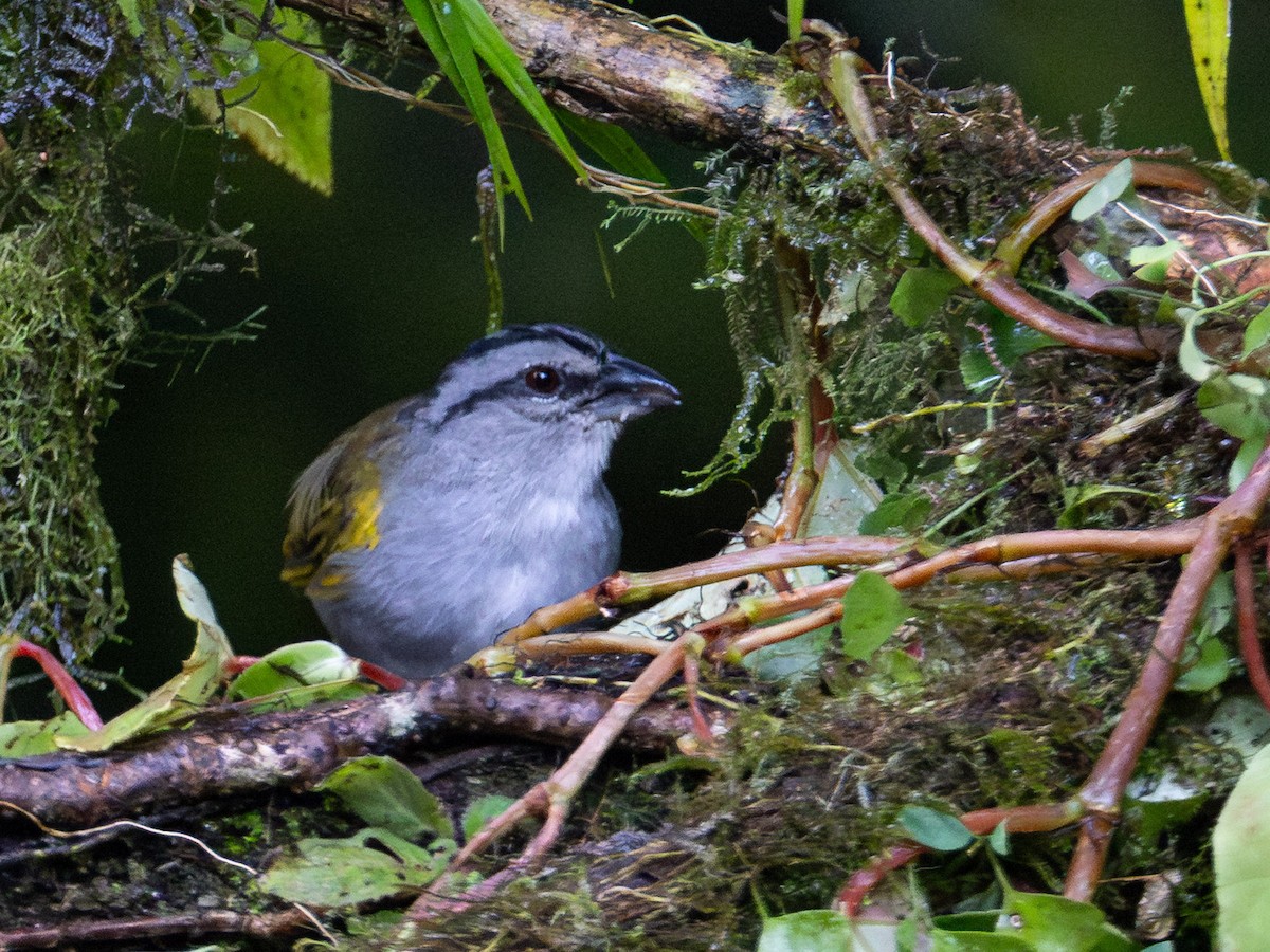 Black-striped Sparrow - ML643856400