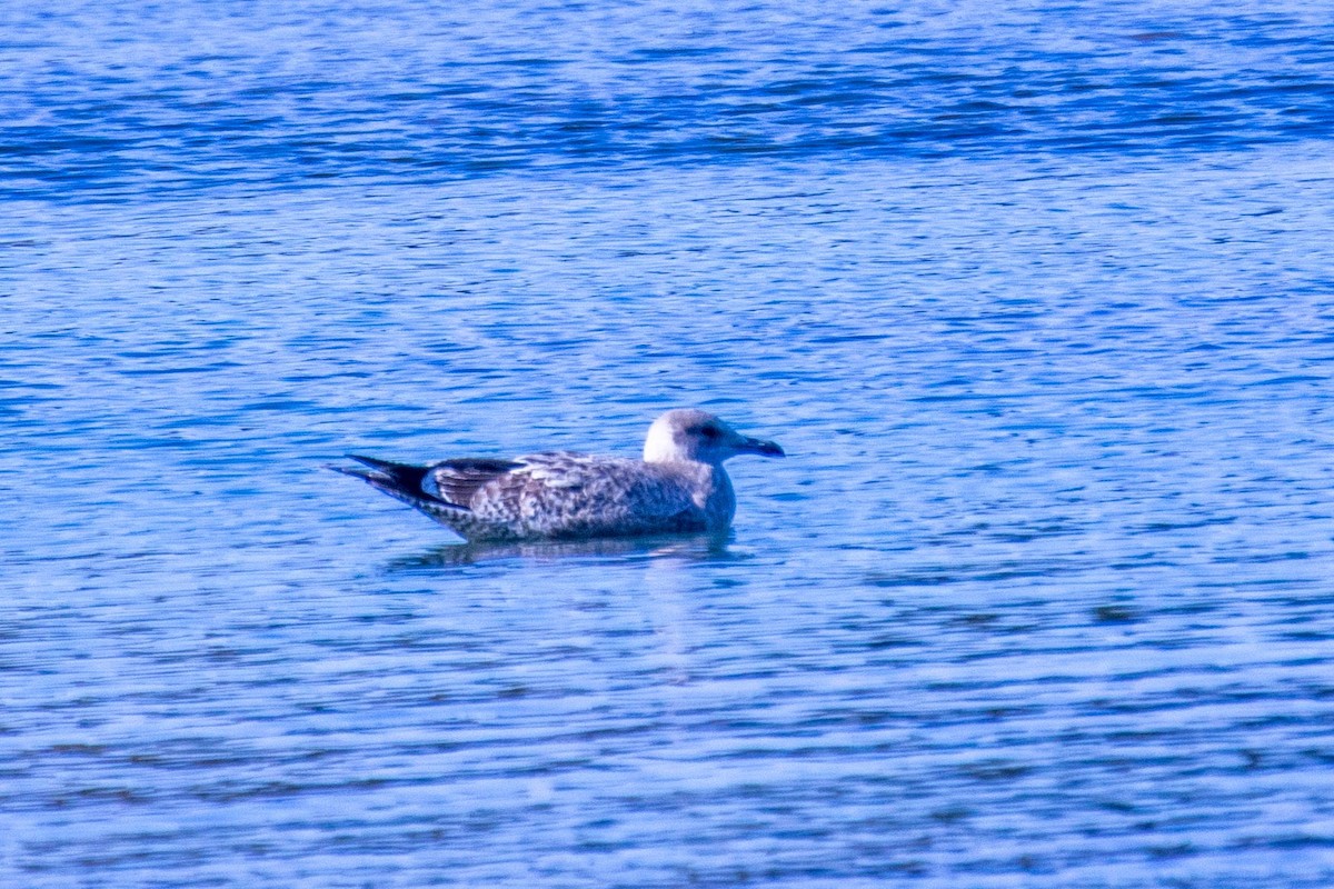 Iceland Gull - ML643856401