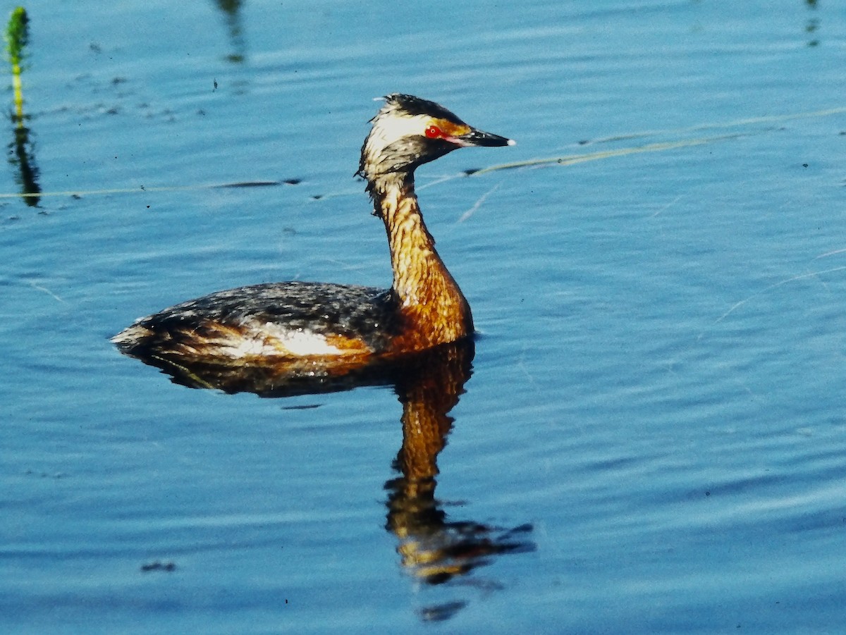 Horned Grebe - ML643856408