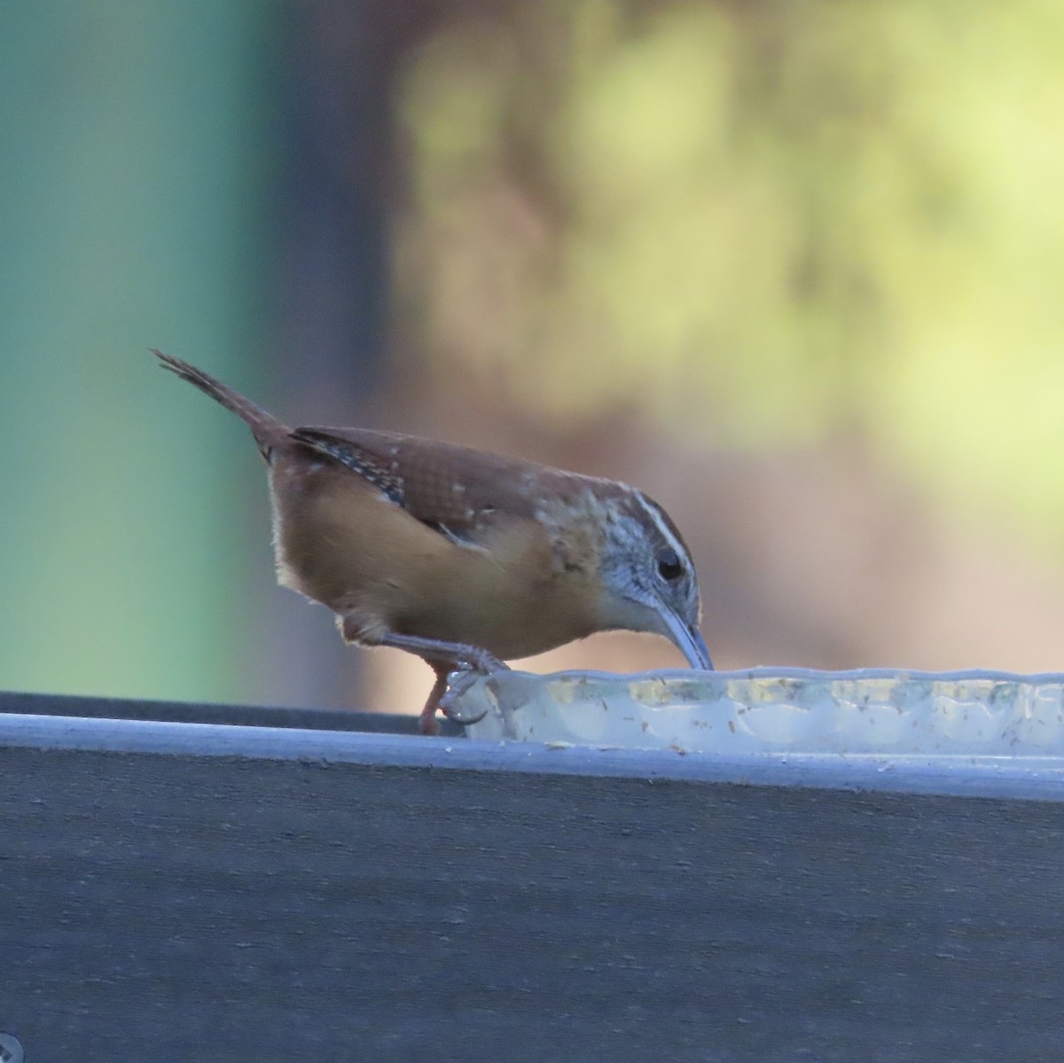Carolina Wren - ML643856413