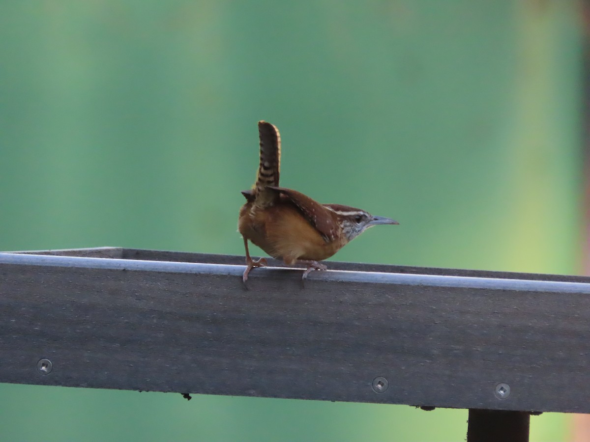 Carolina Wren - ML643856414