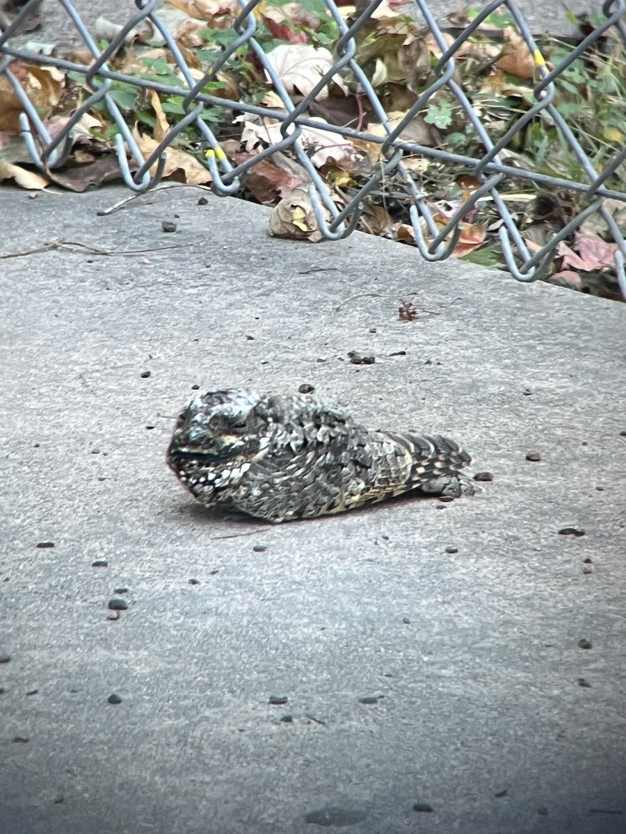 Common Poorwill - ML643856415