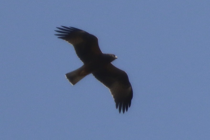 Бахим бүргэд - ML643856416
