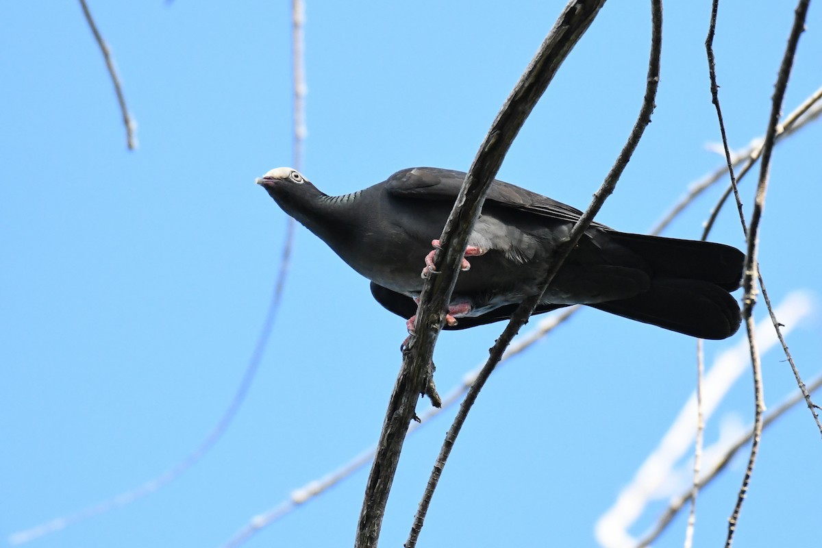 White-crowned Pigeon - ML643856417