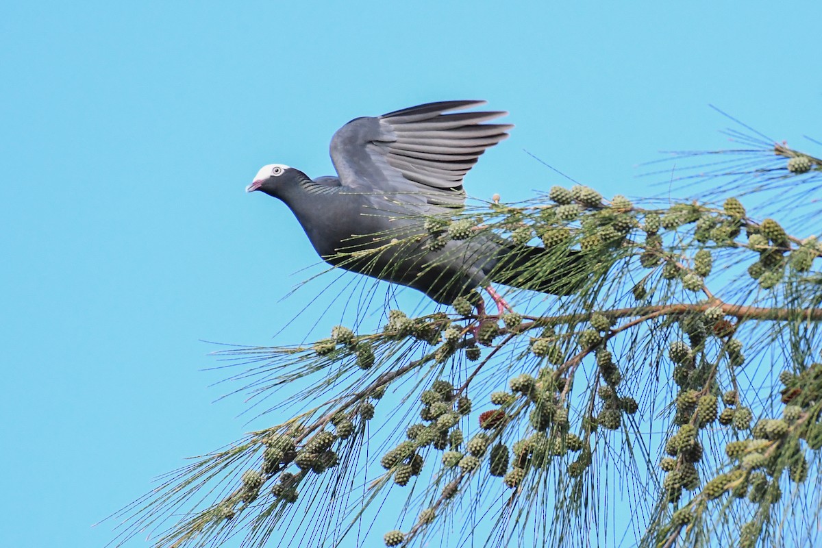 White-crowned Pigeon - ML643856419