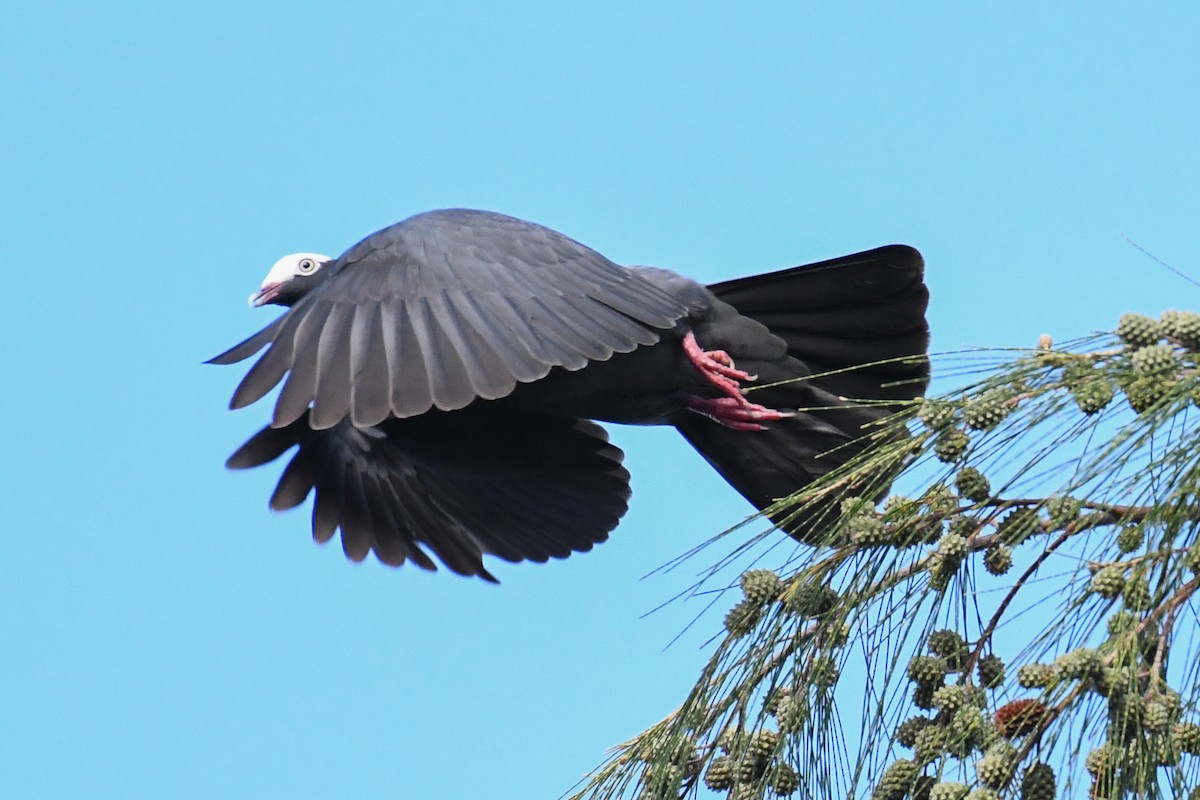 White-crowned Pigeon - ML643856421
