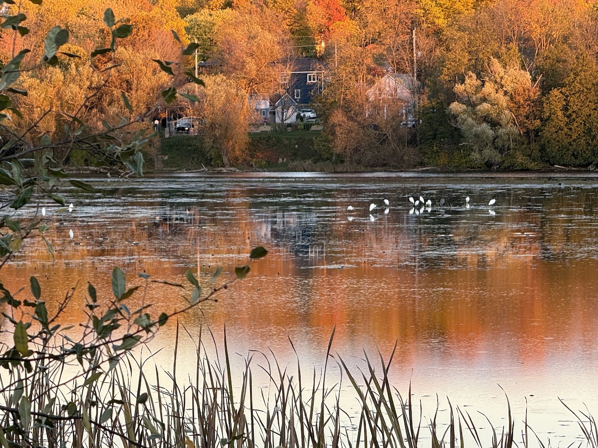 Great Egret - ML643856428