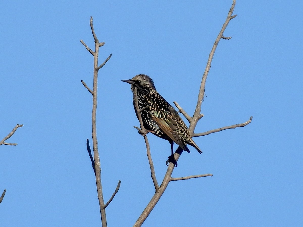 European Starling - ML643856430