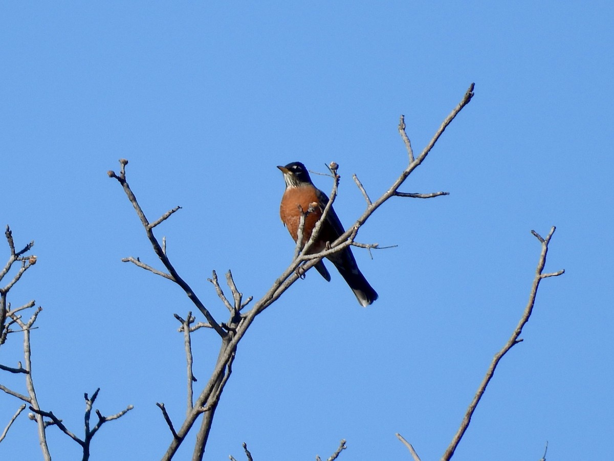 American Robin - ML643856438