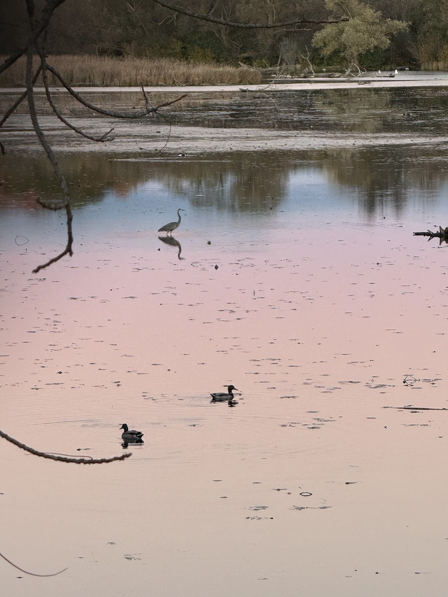 Great Blue Heron - ML643856439