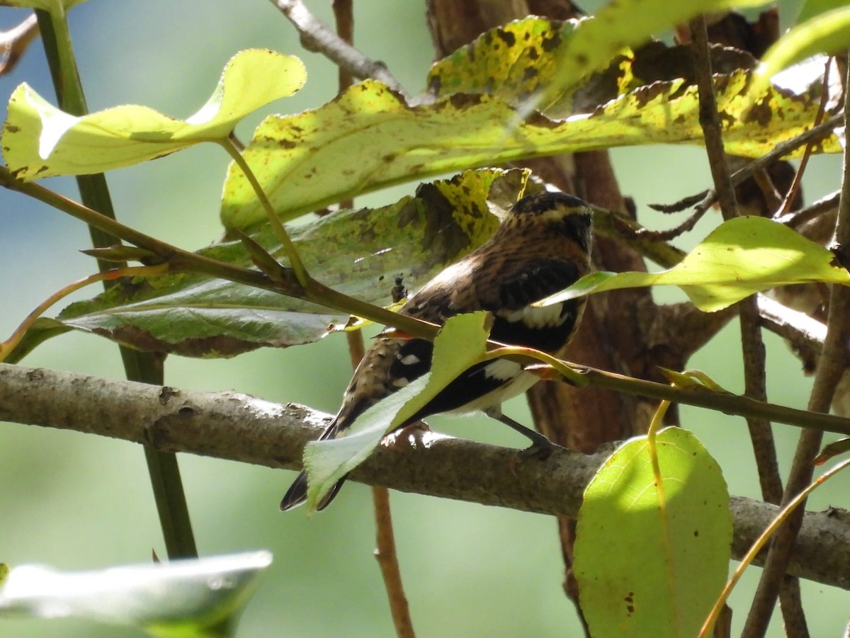 Rose-breasted Grosbeak - ML643856440