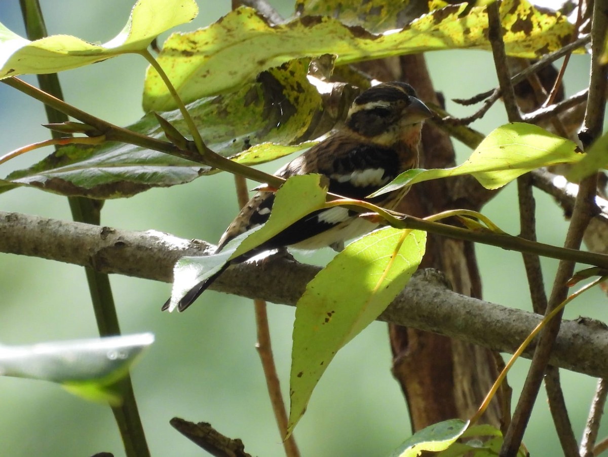 Rose-breasted Grosbeak - ML643856441