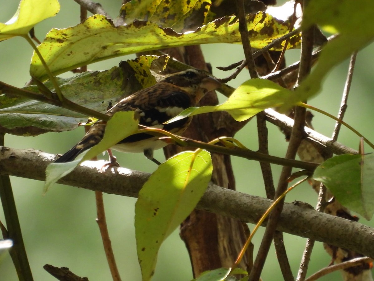 Rose-breasted Grosbeak - ML643856442