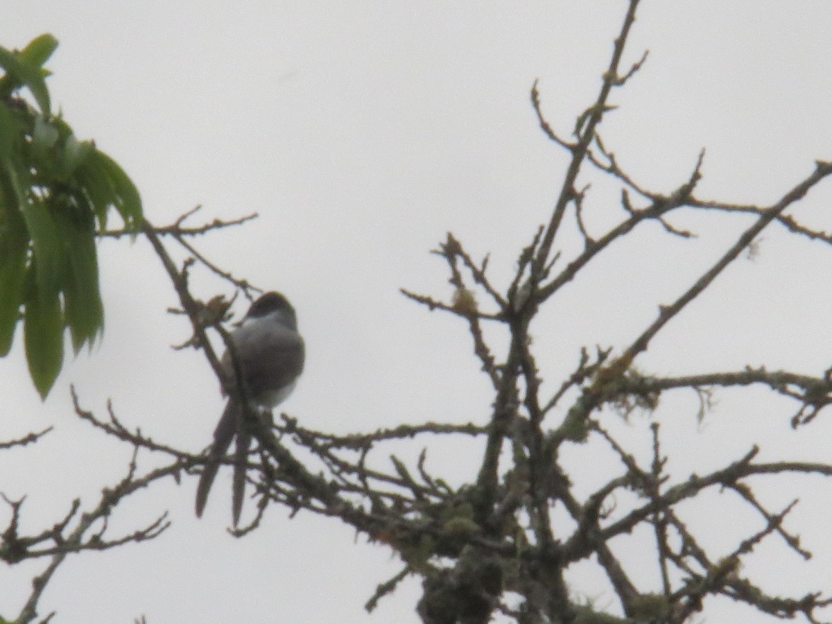 Fork-tailed Flycatcher - ML643856454