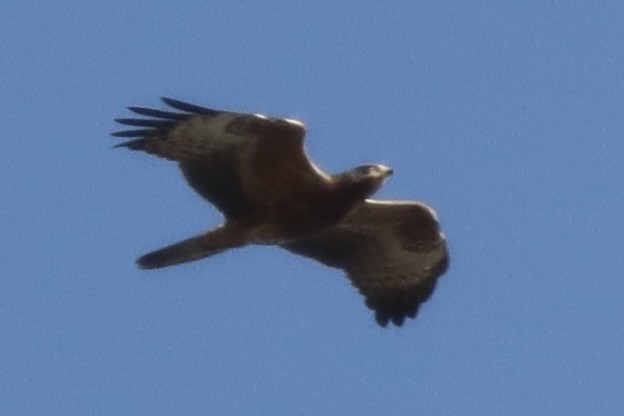 Балч гоорбис - ML643856456