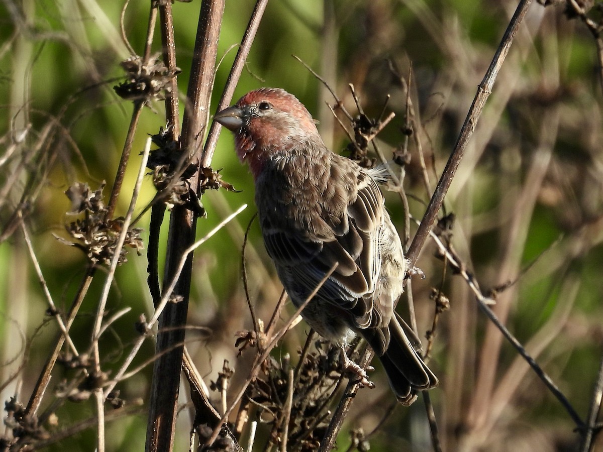 House Finch - ML643856457
