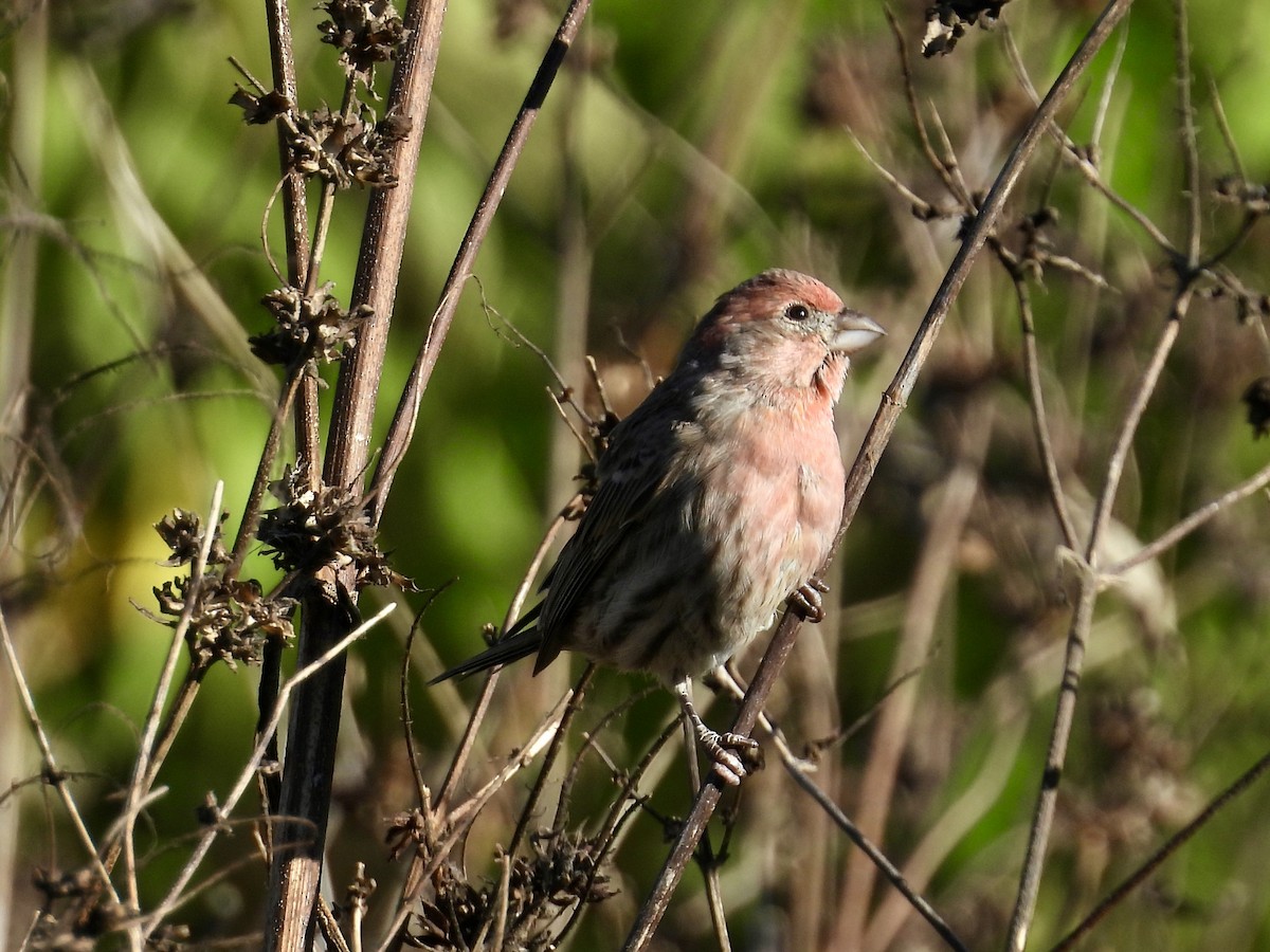 House Finch - ML643856458