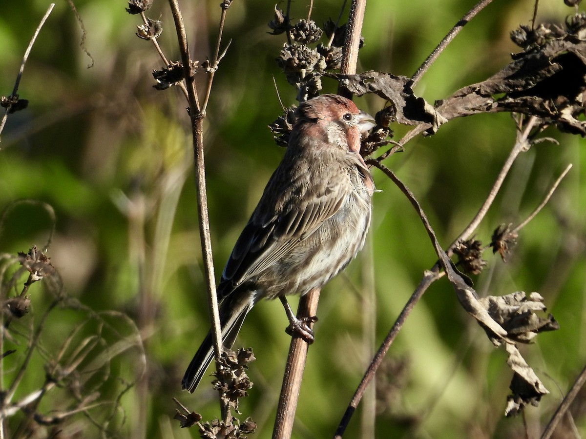 House Finch - ML643856459