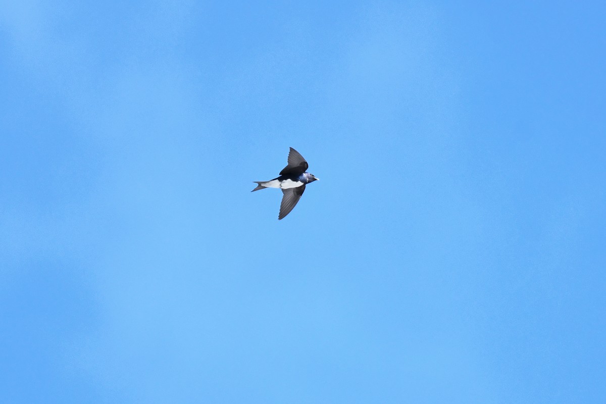 Caribbean Martin - ML643856469