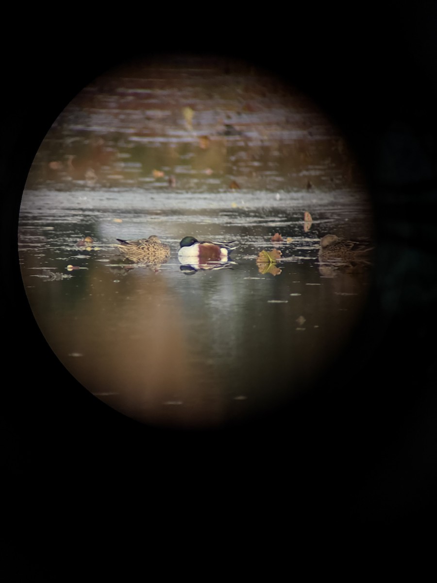 Northern Shoveler - ML643856470