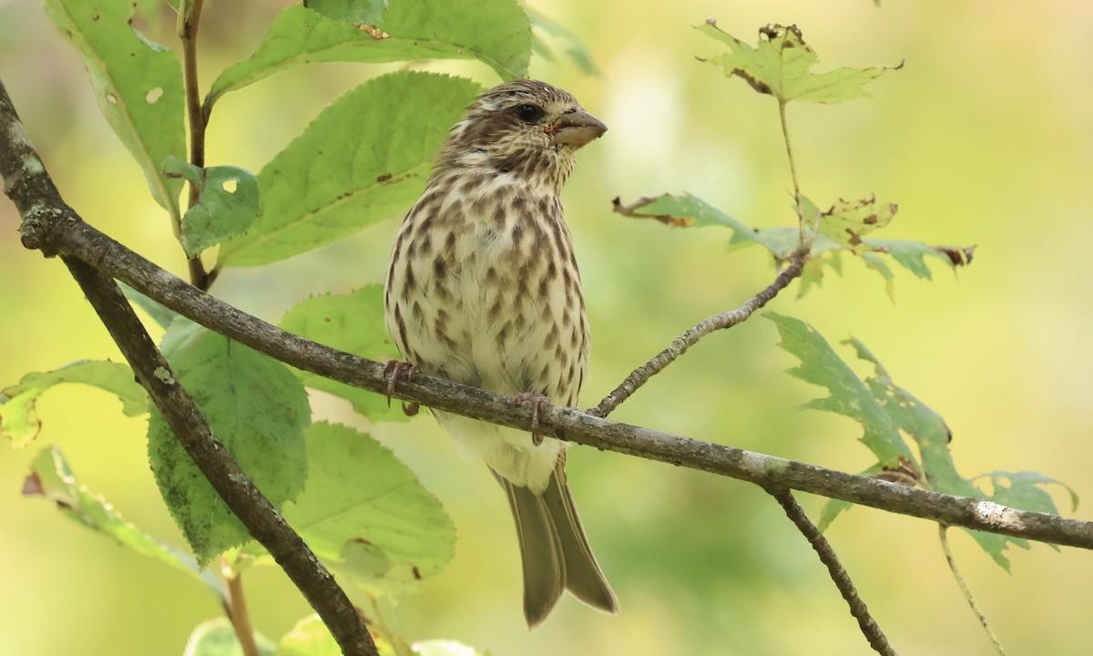 Purple Finch - ML643856473