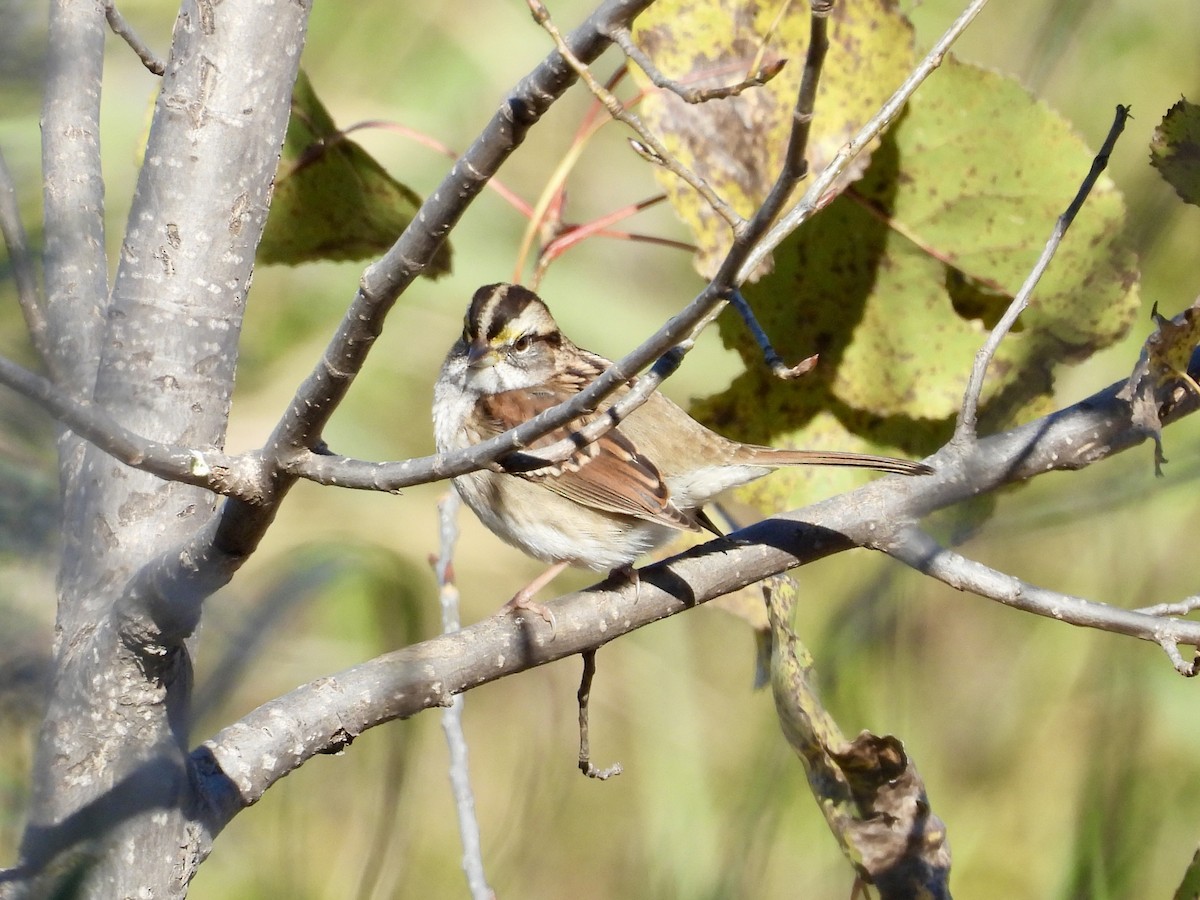 White-throated Sparrow - ML643856474