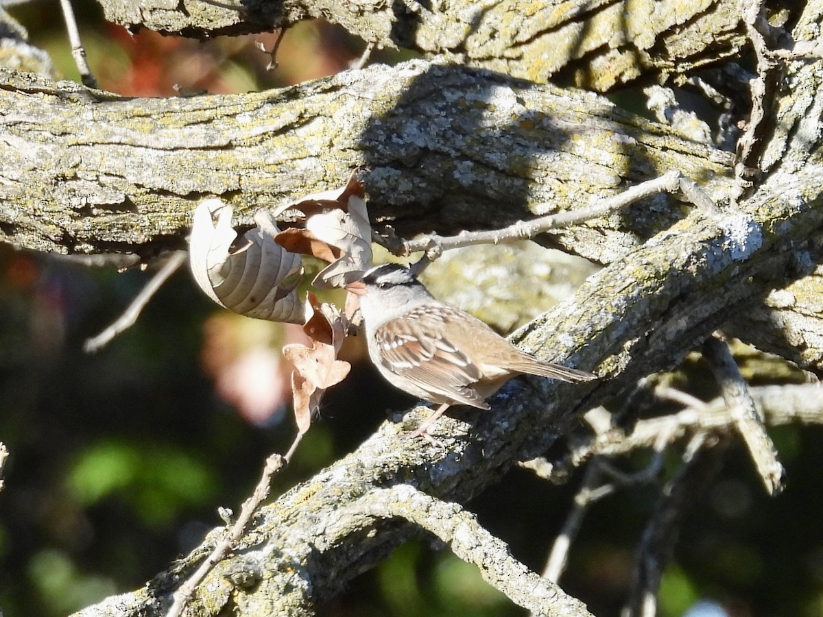 White-crowned Sparrow - ML643856482
