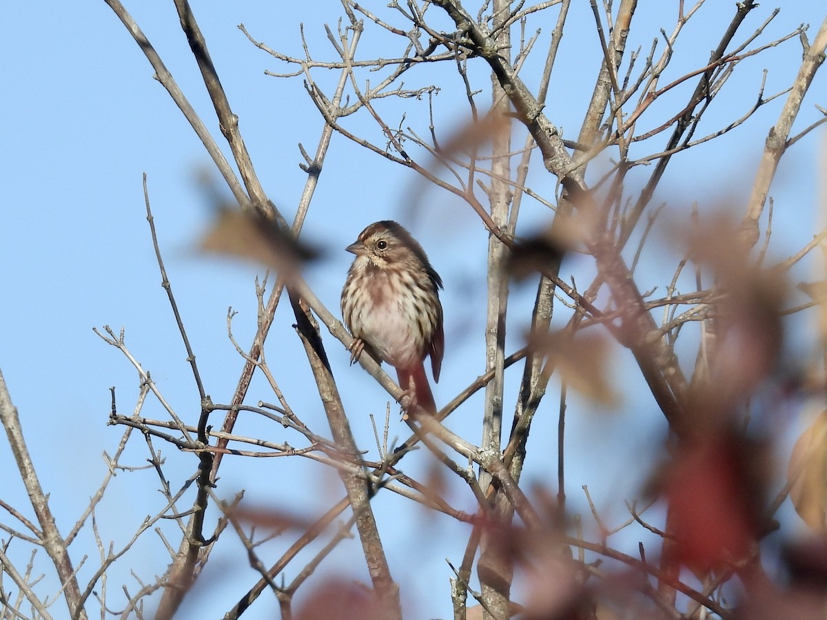 Song Sparrow - ML643856488