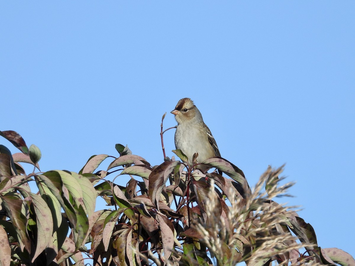 White-crowned Sparrow - ML643856490