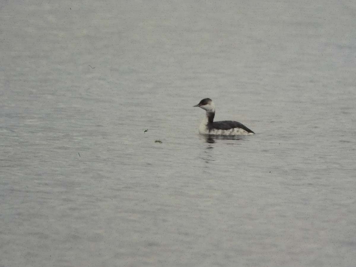 Horned Grebe - ML643856491