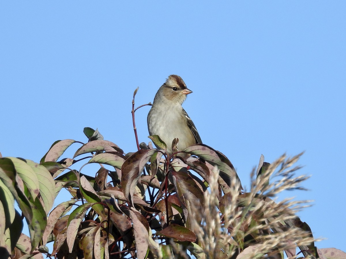 White-crowned Sparrow - ML643856497