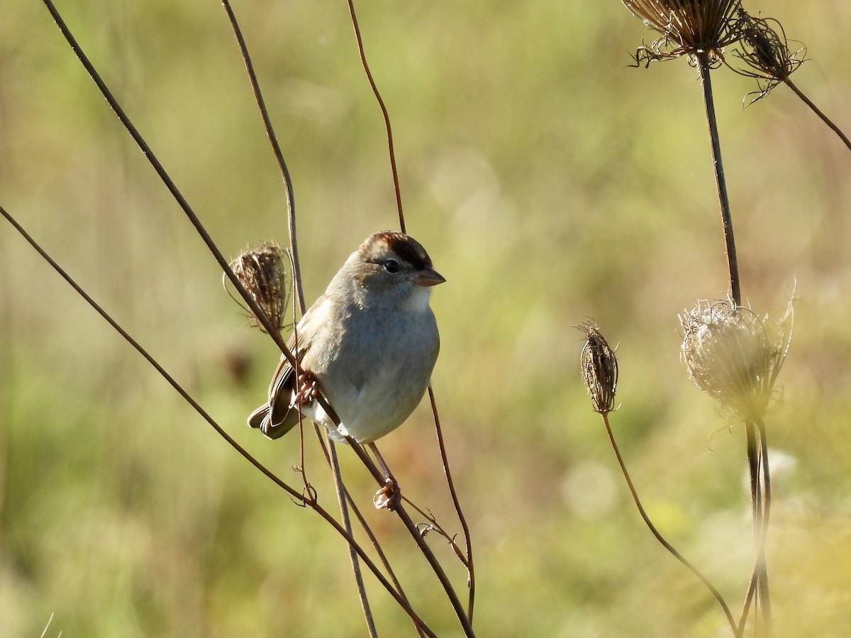 White-crowned Sparrow - ML643856499