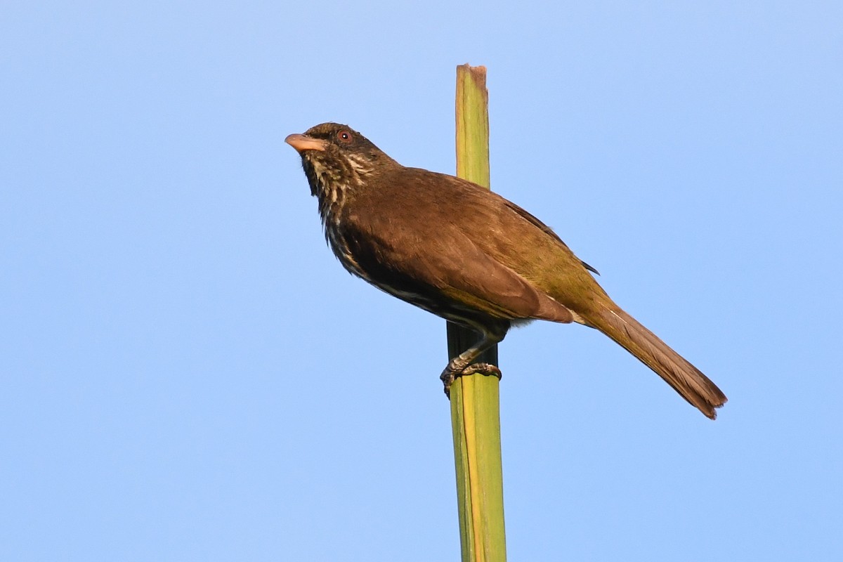 Palmchat - ML643856503