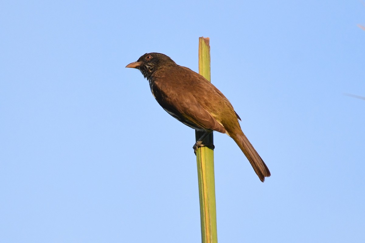Palmchat - ML643856504