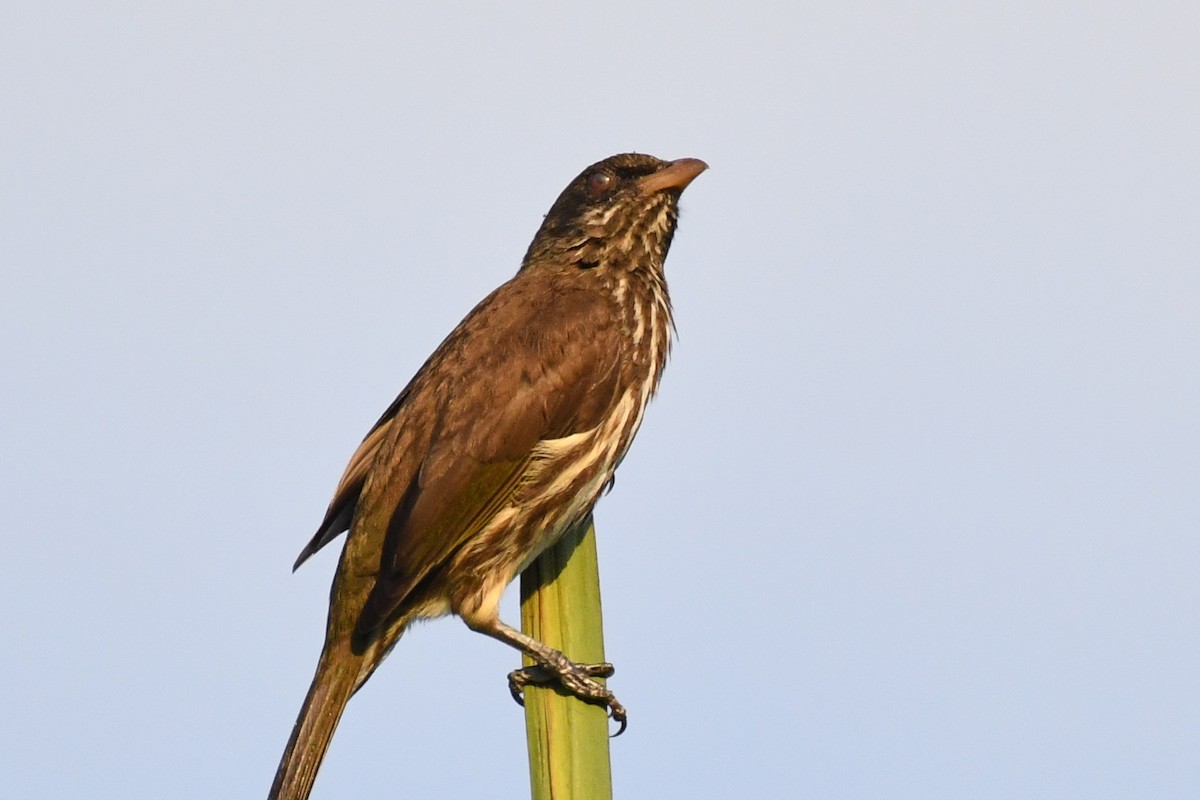 Palmchat - ML643856505
