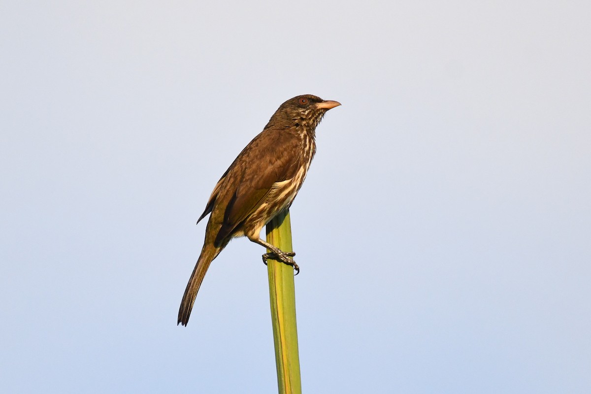 Palmchat - ML643856506