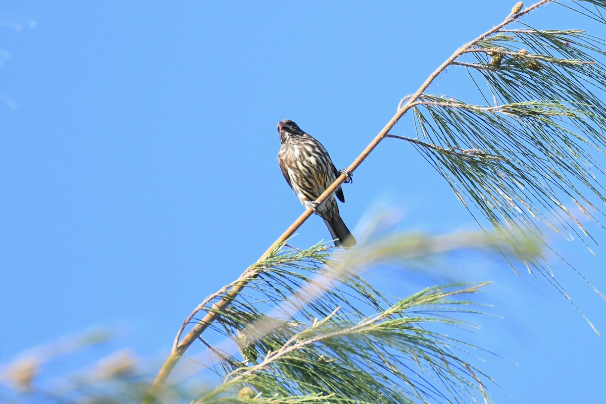 Palmchat - ML643856507