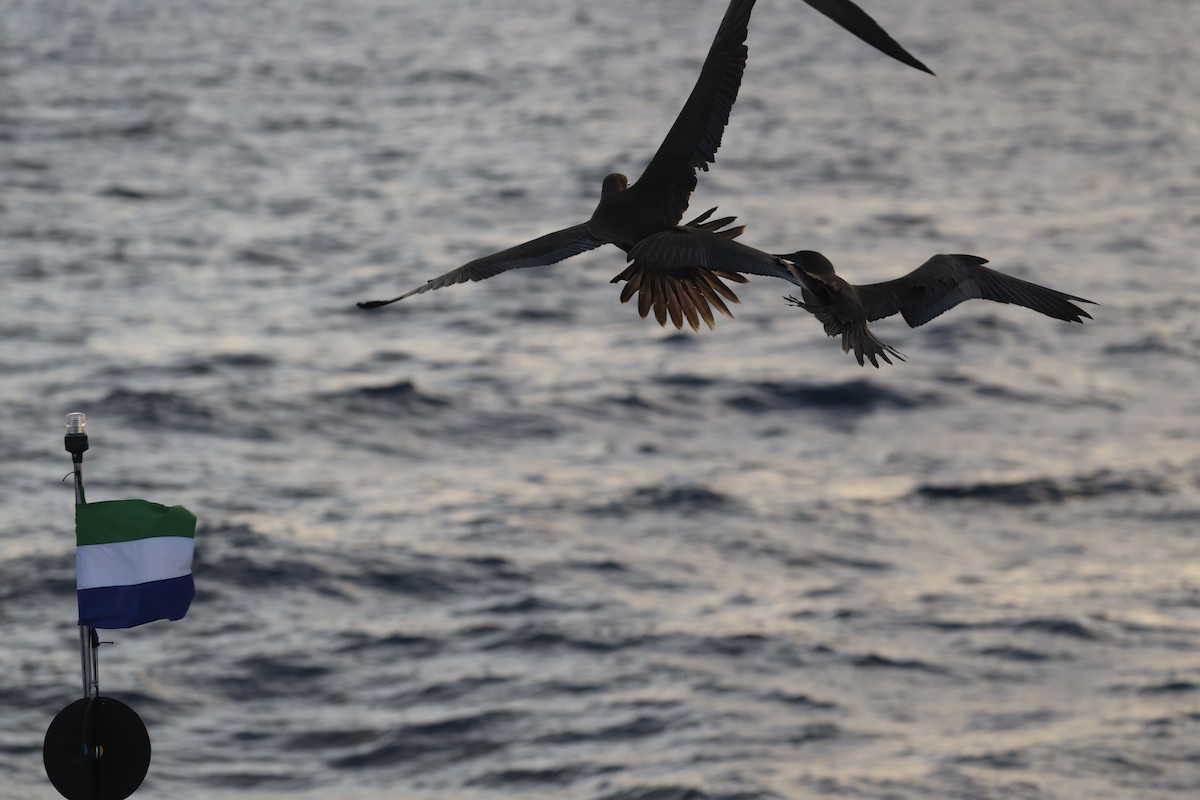 Red-footed Booby (Eastern Pacific) - ML643856515