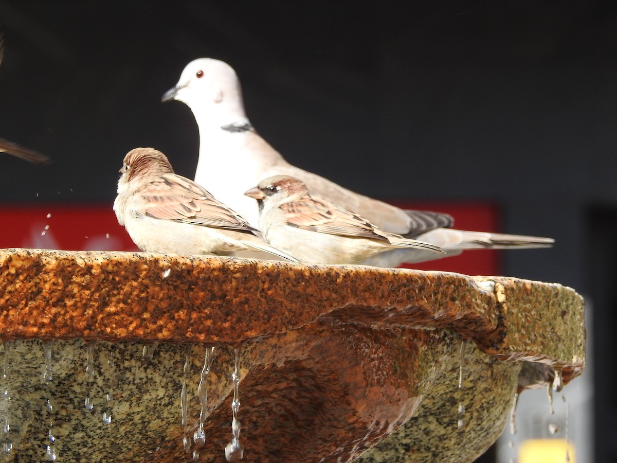 Eurasian Collared-Dove - ML643856549