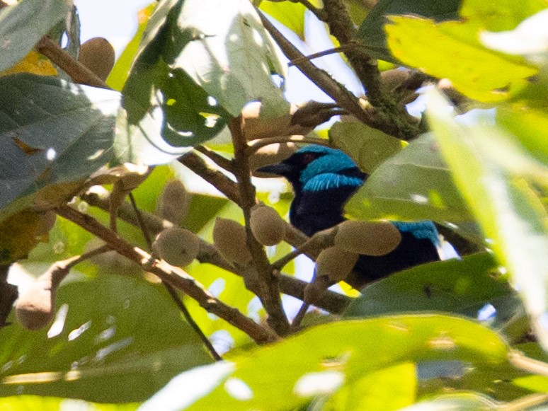 Scarlet-thighed Dacnis - ML643856550