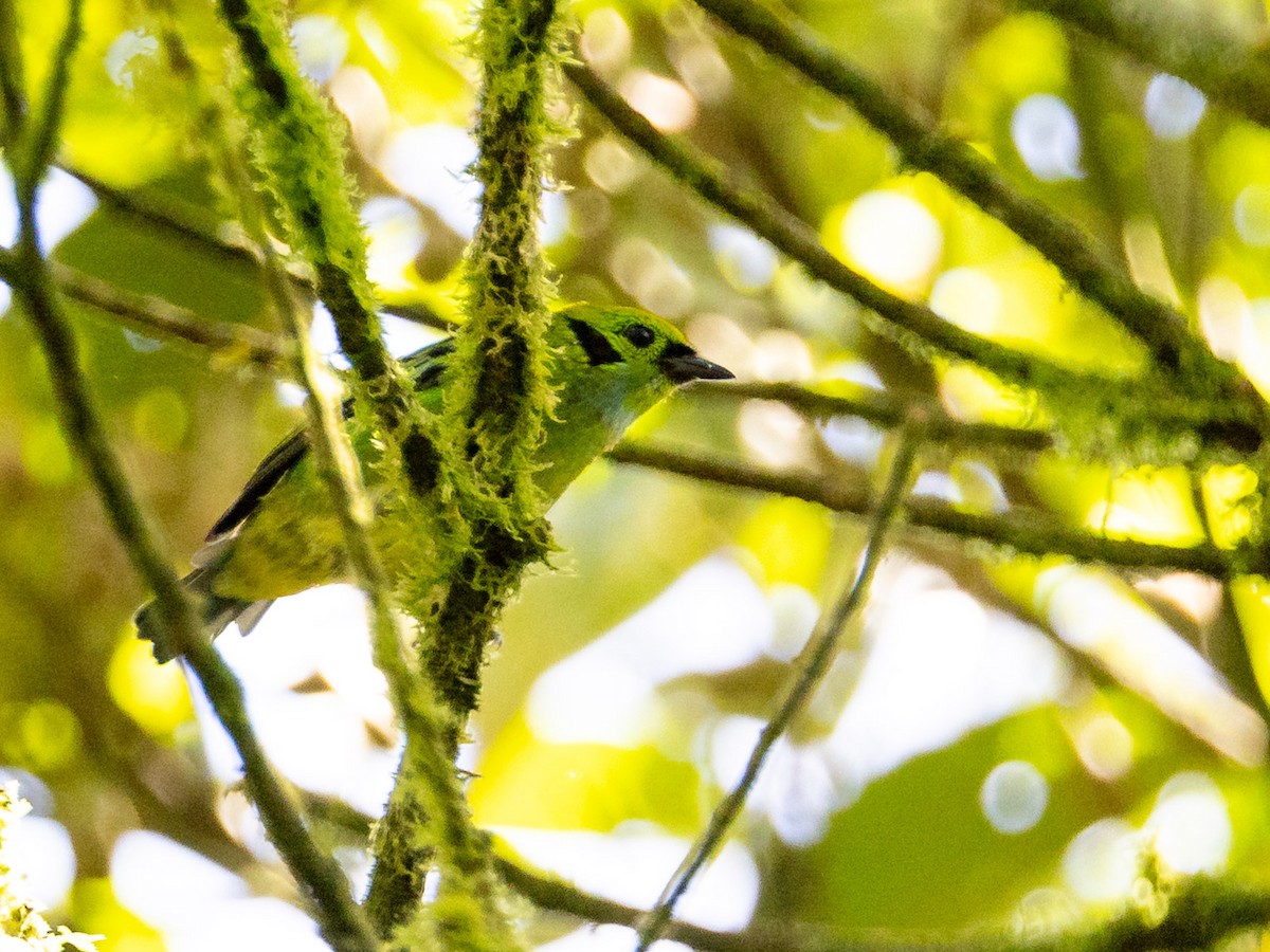 Emerald Tanager - ML643856556