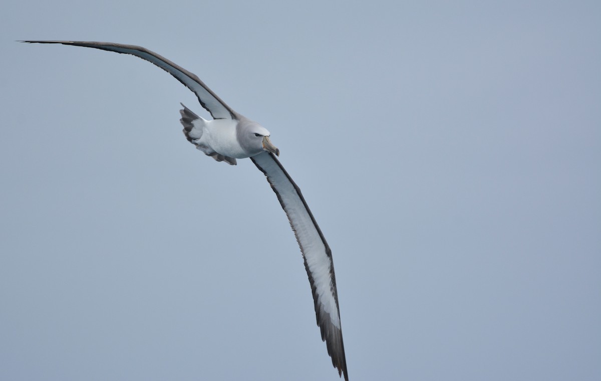 Salvin's Albatross - ML643856560
