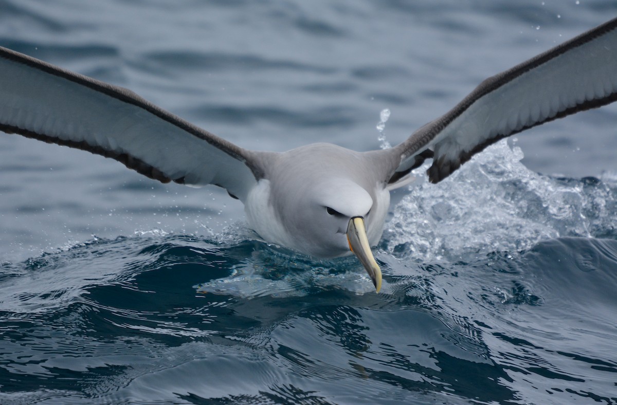 Salvin's Albatross - ML643856561
