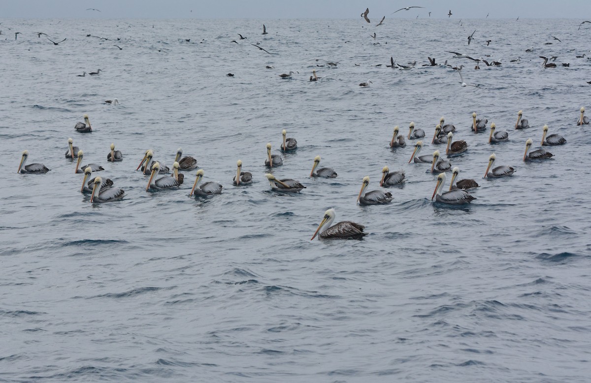 Peru Pelikanı - ML643856566